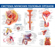 080_1300х1000 - система мужских половых органов