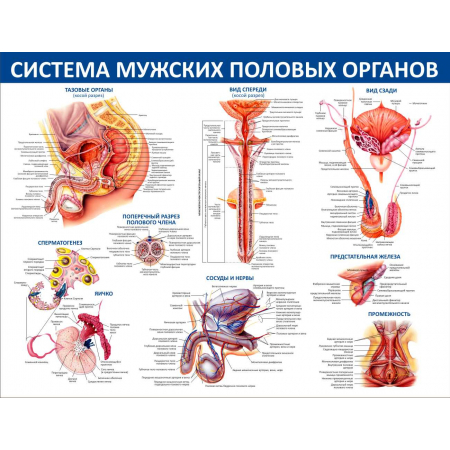 Система мужских половых органов